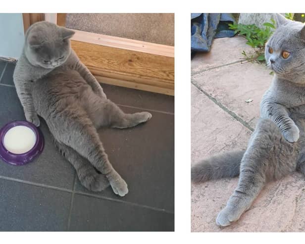 Rupert the cat from North End is the winner of The News' Top Pet competition 2021