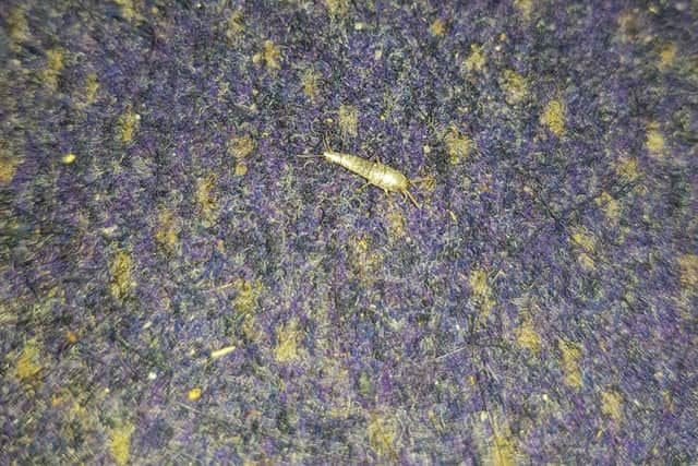 A silverfish on the carpet in the halls of residence.