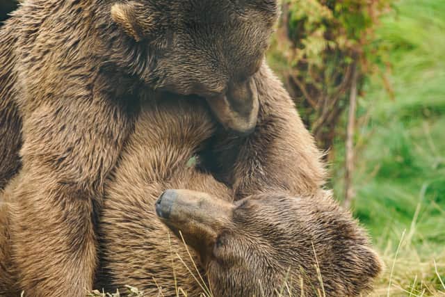 The brothers are wowing visitors with their playful and joyful displays - Animal News Agency
