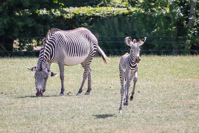 A new Grevy's Zebra foal joins mum for his first trip outside at Marwell Zoo. Picture: Paul Collins for Marwell Zoo.