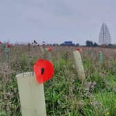 Dad Simon Hughes from Portsmouth planted 1,000 cardboard poppies at Horsea Island in Portsmouth at 3am on November 7 ahead of Remembrance Sunday.