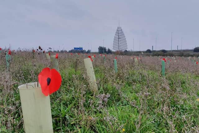 Dad Simon Hughes from Portsmouth planted 1,000 cardboard poppies at Horsea Island in Portsmouth at 3am on November 7 ahead of Remembrance Sunday.