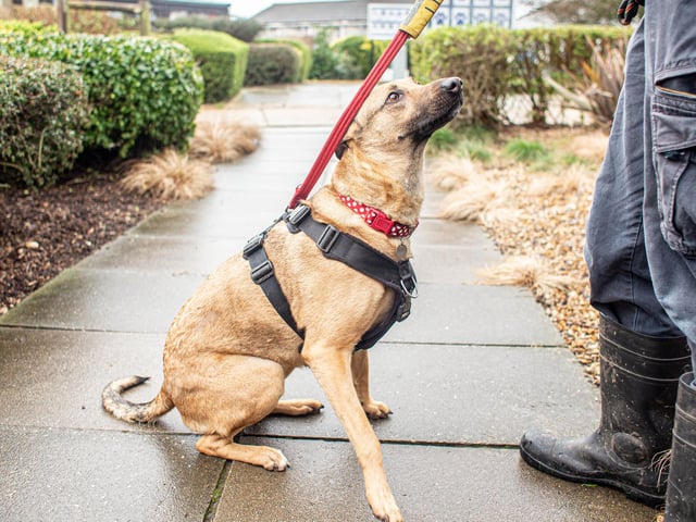 RSPCA The Stubbington Ark, Stubbington on Tuesday 13th February 2024

Pictured: Acorn

Picture: Habibur Rahman