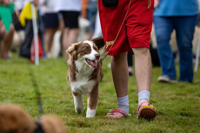 Contestants assemble for the cutest puppy competition at the Denmead Fun Dog Show. Picture: Mike Cooter (210724)