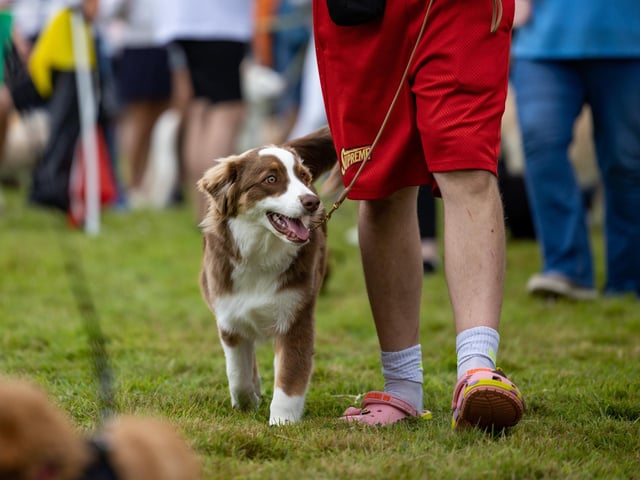 Contestants assemble for the cutest puppy competition at the Denmead Fun Dog Show. Picture: Mike Cooter (210724)