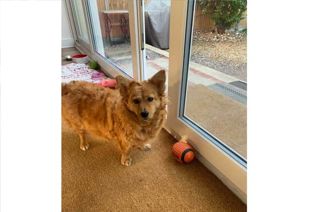 Marena's rescue dog Micha takes medication for seizures, and gets petrified when she hears loud bangs from fireworks.