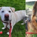 RSPCA The Stubbington Ark is looking for new homes for Kevin and Chester.
Pictured: Kevin and Chester