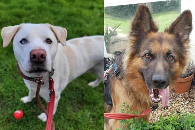 RSPCA The Stubbington Ark is looking for new homes for Kevin and Chester.
Pictured: Kevin and Chester