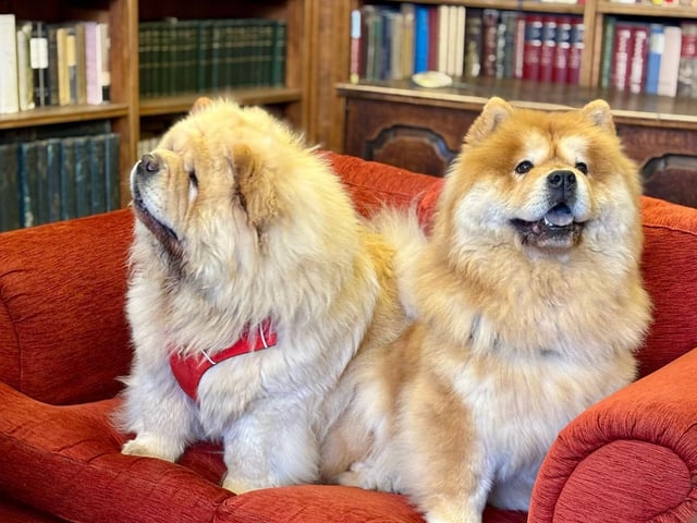 VIP chows relaxing in the VIP room!