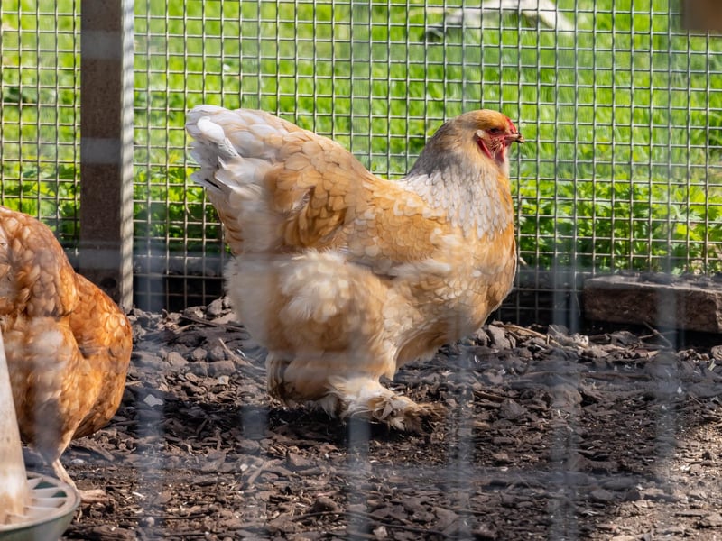 One of the many rare breeds of chicken housed in the animal area at College Park. Picture: Mike Cooter (06042023)