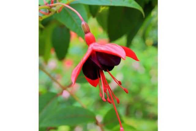 Fuchsia 'Lady Boothby' Picture: Dominicus Johannes Bergsma