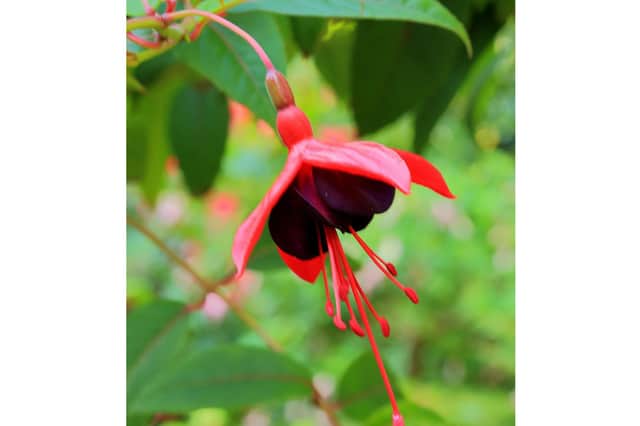 Fuchsia 'Lady Boothby' Picture: Dominicus Johannes Bergsma