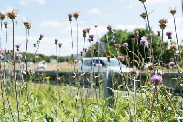 The National Highways agency is working on a £6m scheme to revitalize wildlife habitats across the country.