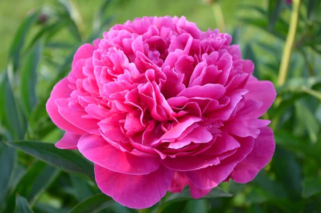 Let the sun get at your peony's rhizomes.