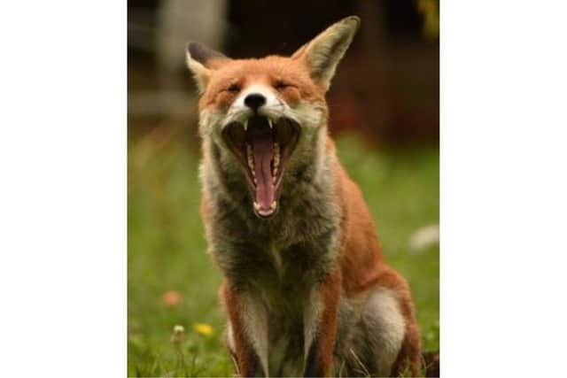 Fox captured mid-yawn. 
Photograph submitted by Elli Janaway-Murphy