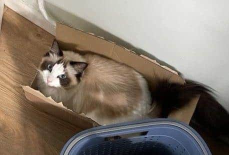 Mocha in his home.
