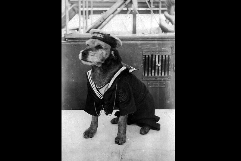 We don't know the name of this dog, however it sailed on board HMS Berwick, an armoured cruiser that was launched in 1902 and was used during World War One.