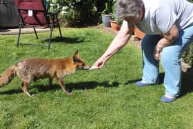 Sue Garbutt, from Waterlooville, feeding the friendly mother fox Suki in her garden with a piece of ham. Picture by Malcolm Garbutt