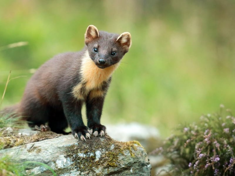 Pine Marten, Ardnamurchan Peninsula, Scotland