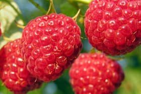 Raspberry Autumn Bliss. Picture: Shutterstock