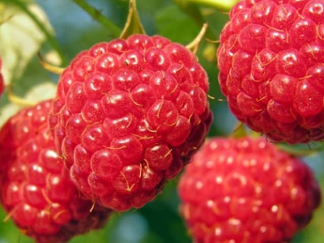 Raspberry Autumn Bliss. Picture: Shutterstock