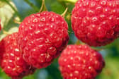 Raspberry Autumn Bliss. Picture: Shutterstock