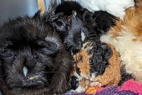 Eleven guinea pigs who were cruelly abandoned and left to fend for themselves in the New Forest are set to be rehomed.