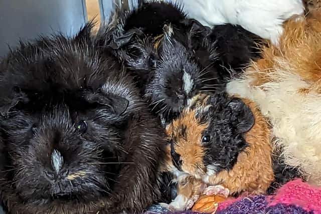 Eleven guinea pigs who were cruelly abandoned and left to fend for themselves in the New Forest are set to be rehomed.