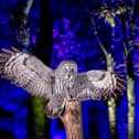 A Great Grey Owl at the Hawk Conservancy Trust near Andover, Hampshire