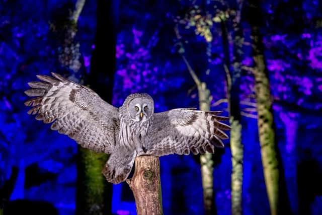 A Great Grey Owl at the Hawk Conservancy Trust near Andover, Hampshire