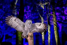A Great Grey Owl at the Hawk Conservancy Trust near Andover, Hampshire