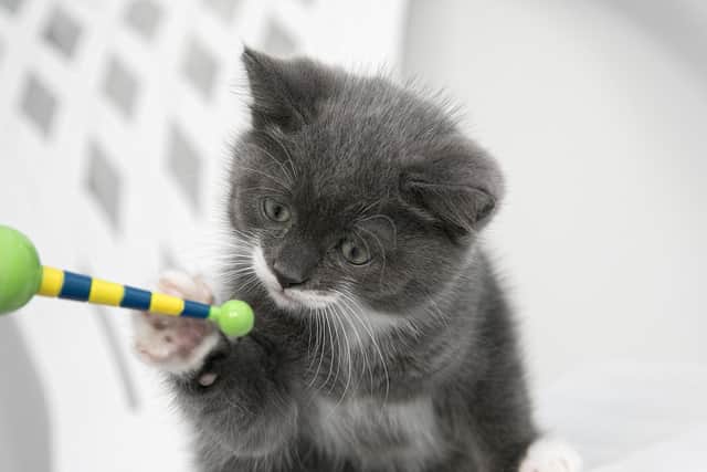 Volunteers from Gosport Cats Protection have shared some top tips for keeping cats entertained during social isolation