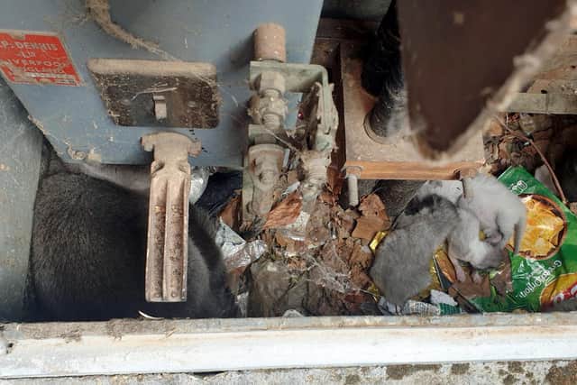 Bella, with her 4 kittens, found in an electrical substation in Southampton. Picture: SSEN/PA.