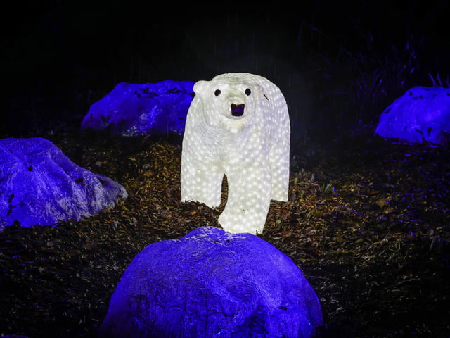 A polar bear