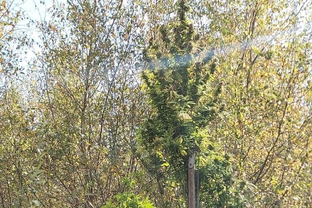 Policeman standing next to large cannabis plant in Ringwood
