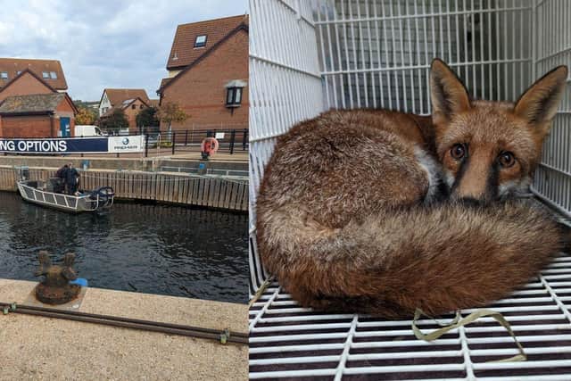 The fox that got himself stuck under a pontoon has now been released back into the wild.