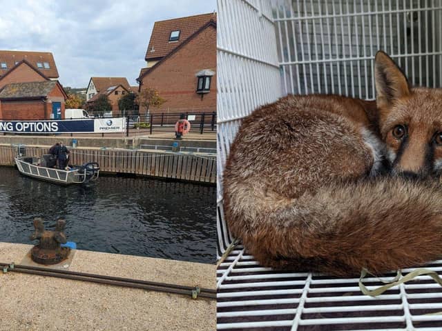 The fox that got himself stuck under a pontoon has now been released back into the wild.