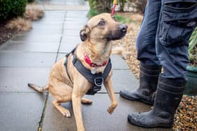 Acorn, a 3-year-old female Alsatian cross who is in desperate need of a loving home