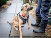 Acorn, a 3-year-old female Alsatian cross who is in desperate need of a loving home