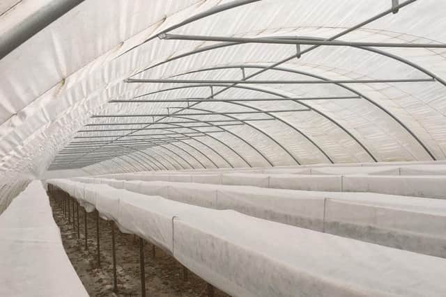 The strawberries keeping warm at Westlands Farm in Wickham