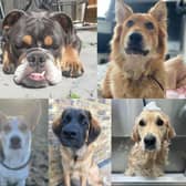 The News asked its readers to share their favourite pictures of their dogs - and we were inundated with hundreds of replies.