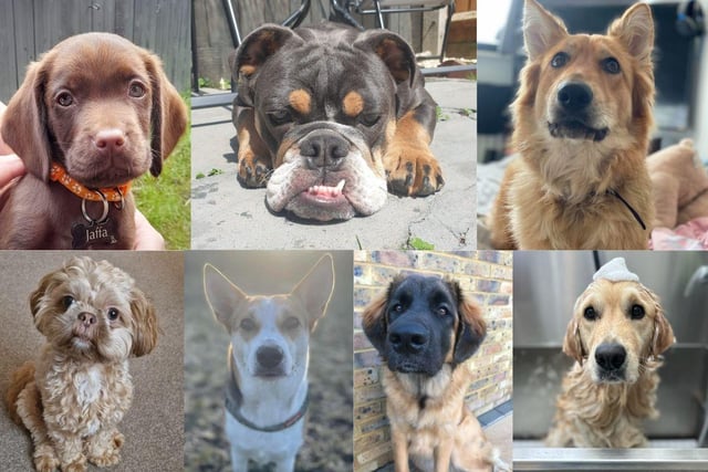 The News asked its readers to share their favourite pictures of their dogs - and we were inundated with hundreds of replies.