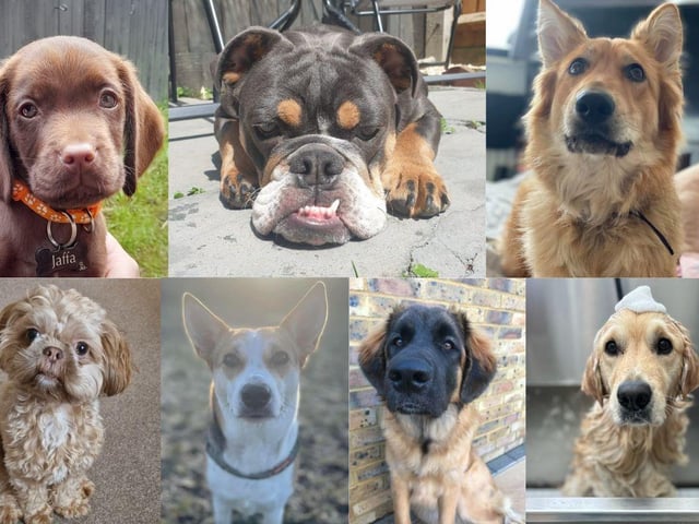 The News asked its readers to share their favourite pictures of their dogs - and we were inundated with hundreds of replies.