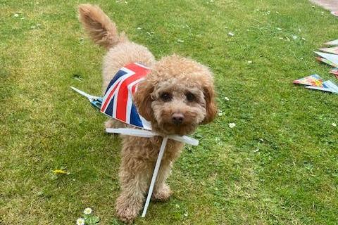 Arlo in West Boldon loves his country as much as any human