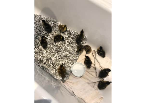 Alex and Alexandra von Harten and Patrick Tanner from Denmead rescued 12 ducklings from a drain and reunited them with their worried mother
