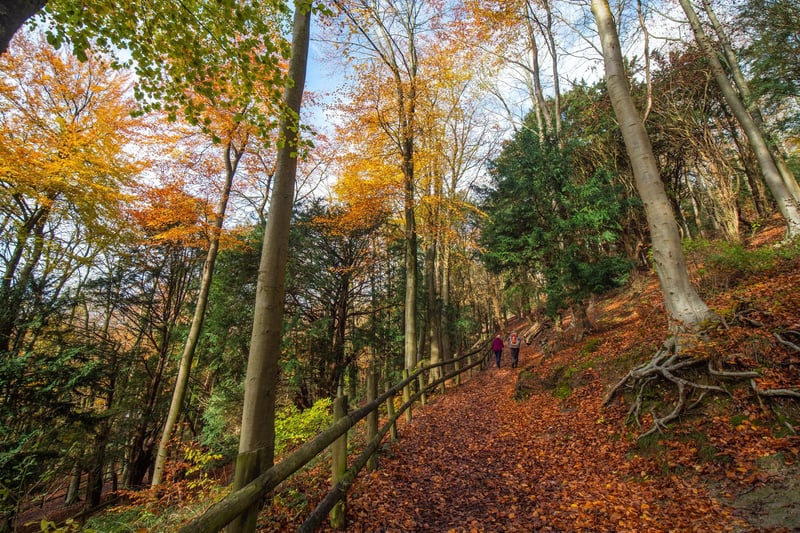 Bursting with Autumn colours, Queen Elizabeth Country Park has it all with woods to explore, a park, an assault course, bike trails, a cafe and even a dog wash for your four-legged friends. And Butser Hill is always worth the climb for its stunning views across both the South Downs on one side and the Solent on the other side.
Picture: Sam Moore