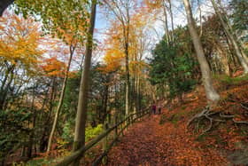 Bursting with Autumn colours, Queen Elizabeth Country Park has it all with woods to explore, a park, an assault course, bike trails, a cafe and even a dog wash for your four-legged friends. And Butser Hill is always worth the climb for its stunning views across both the South Downs on one side and the Solent on the other side. Picture: Sam Moore