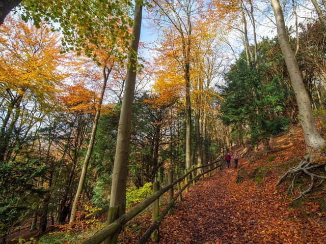 Bursting with Autumn colours, Queen Elizabeth Country Park has it all with woods to explore, a park, an assault course, bike trails, a cafe and even a dog wash for your four-legged friends. And Butser Hill is always worth the climb for its stunning views across both the South Downs on one side and the Solent on the other side. Picture: Sam Moore