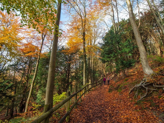 Queen Elizabeth Country Park has it all with woods to explore, a park, an assault course, bike trails, a cafe and even a dog wash for your four-legged friends. And Butser Hill is always worth the climb for its stunning views across both the South Downs on one side and the Solent on the other side. Picture: Sam Moore