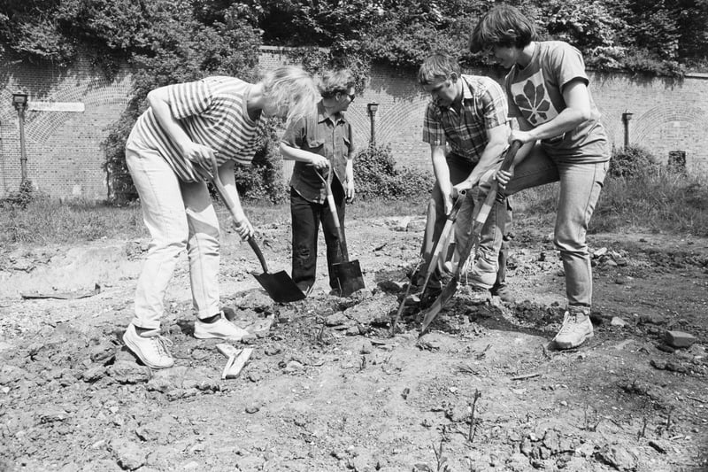 Conservationists clearing Japanese knotweed at Scott Road, Hilsea, in May 1989. The News PP1486 